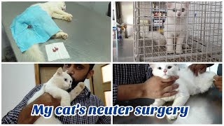 My cat's neuter surgery | My Turkish angora cat's neuter surgery vlog | the cats planet