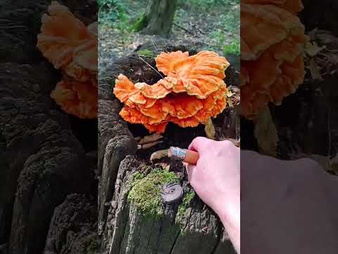 Трутовик серно-желтый - огненный гриб! Я нашёл Лесную курицу!
