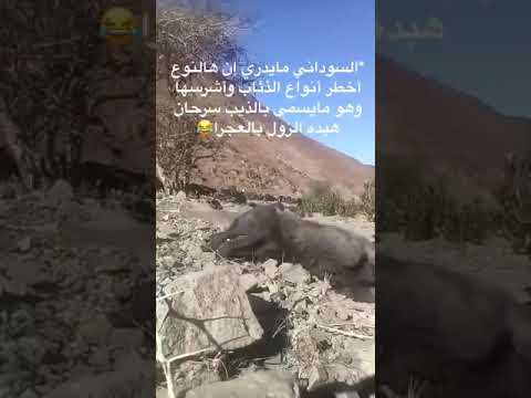 السوداني مايدري ان الذيب من اشرس الذئاب