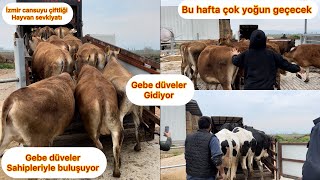 GEBE DÜVELER GİDİYOR / CANSUYU ÇİFTLİĞİ İZMİR / GEBE DÜVE SEVKİYATI