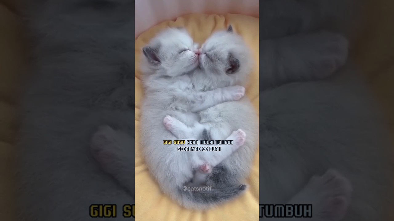 Bayi Kucing 0 sampai 3 Minggu 