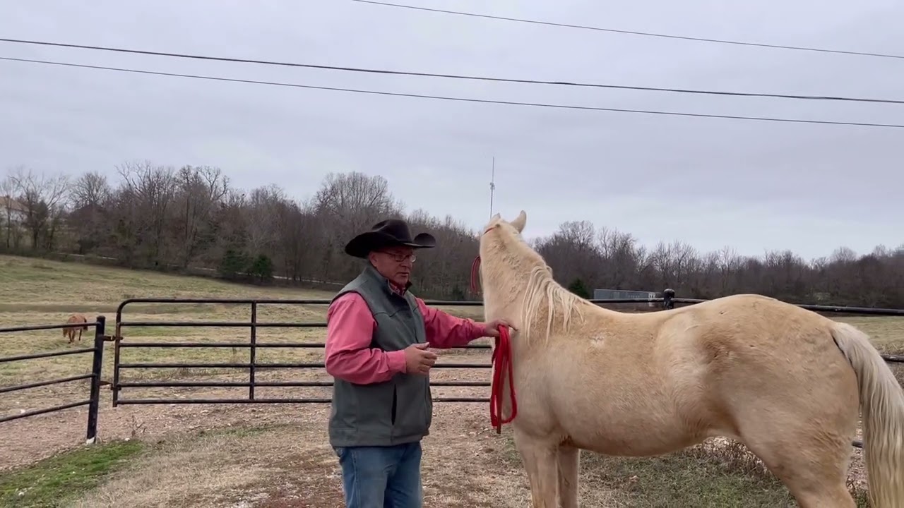Safety training tips by Mike Meizler turning a horse out