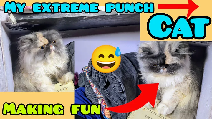 Video 3034621: quality persian kittens, cat kitten punch face, best cat kitten, funny cat