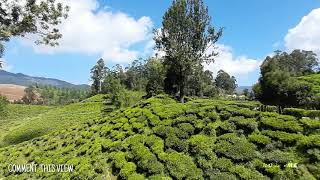 Munnar kerala tourists place | Tea garden | travelogue | No Name