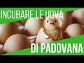 COME INCUBARE LE UOVA DI GALLINA | TUTORIAL INCUBAZIONE