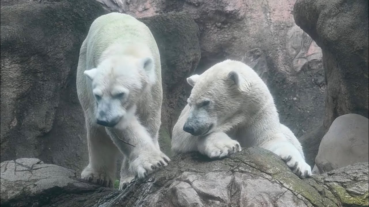 ホッキョクグマ仲良し親子イッちゃんとライ2026年6月22日撮影 - YouTube