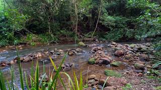 Relaxing rainforest river | white water | ASMR | gentle sound of flowing water amongst river rocks