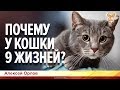 Почему у кошки девять жизней? Алексей Орлов