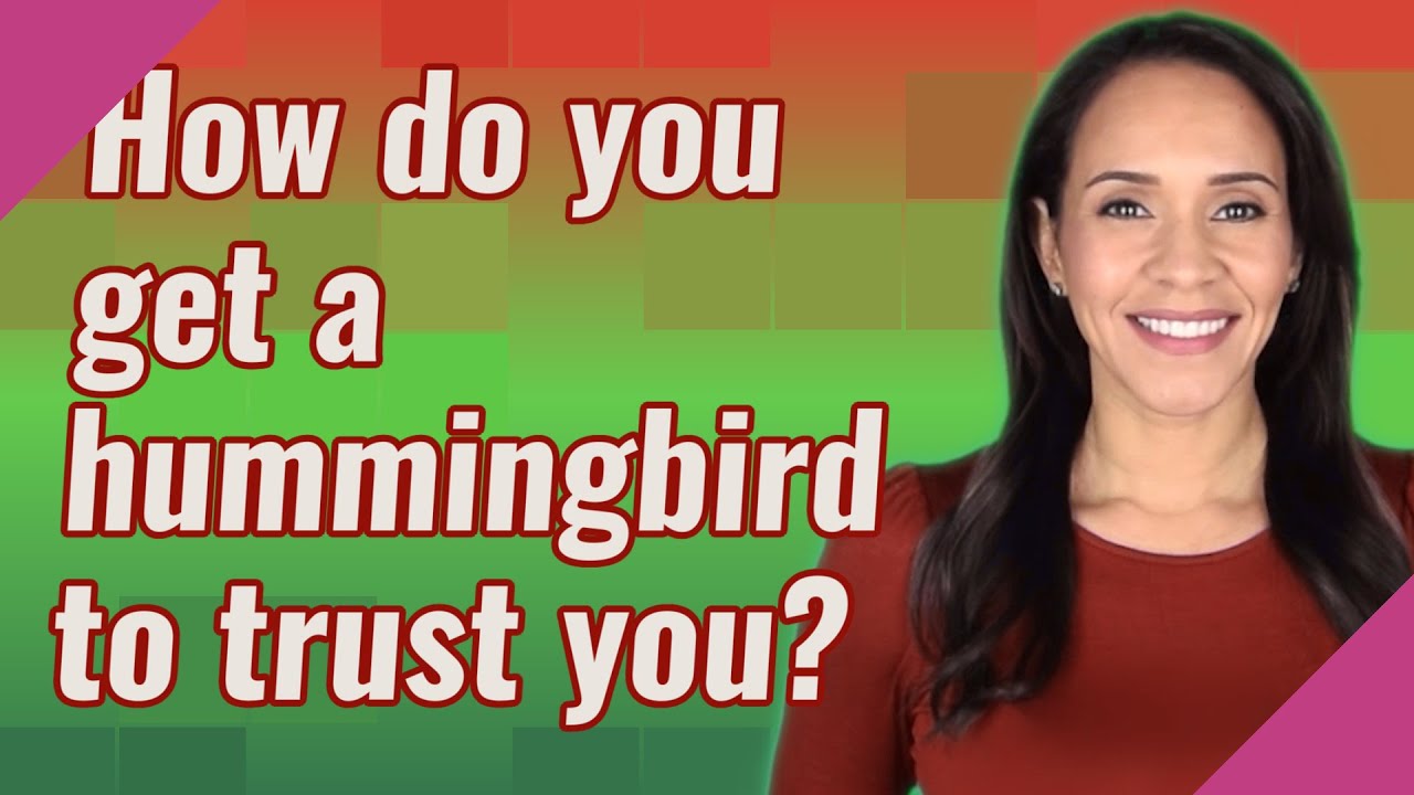 How Do You Get A Hummingbird To Trust You?