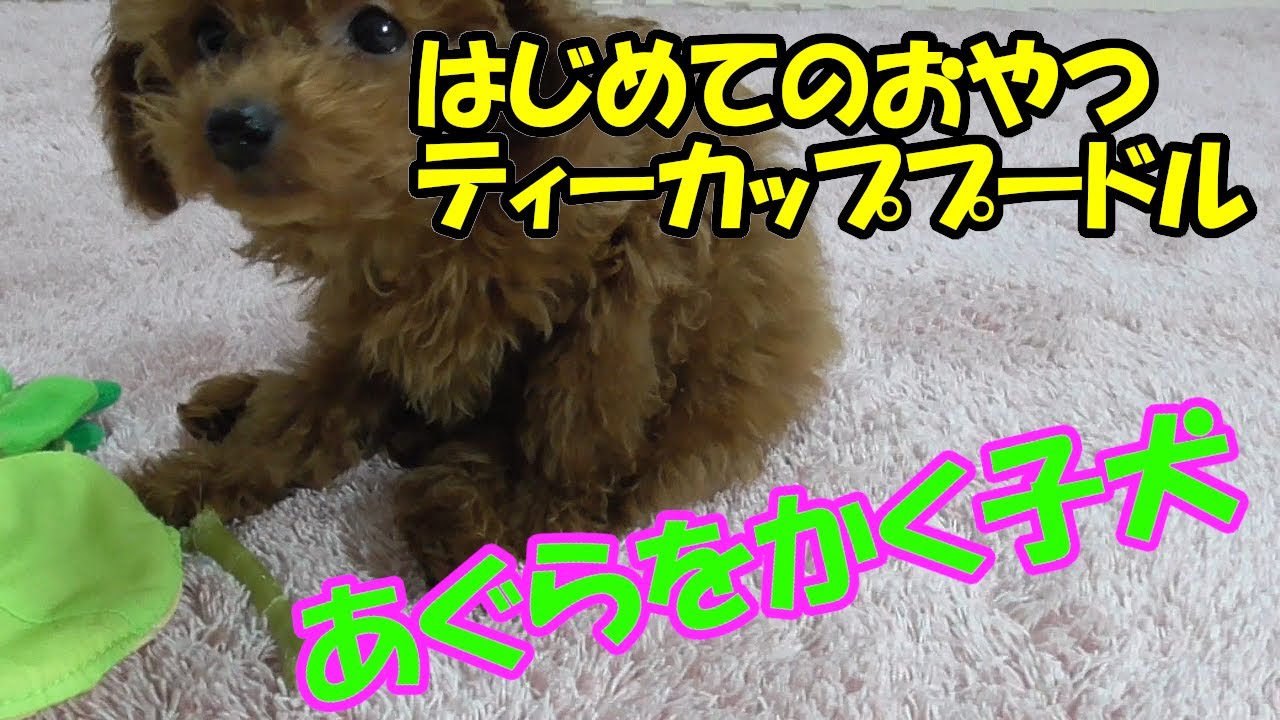 【あぐらをかく】ティーカッププードルの子犬に初めてのおやつをあげたら…【子犬】 YouTube