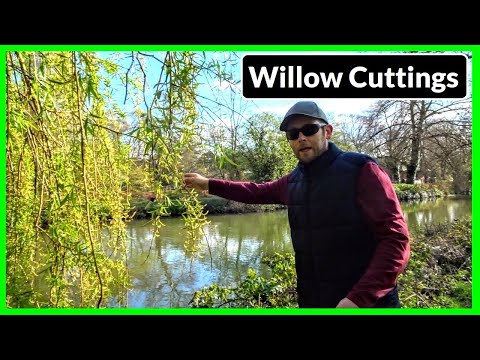 ვიდეო: როგორ ამრავლებთ ტირიფის ხეს კალმიდან?