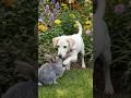 Dog vs Rabbit | Hindi song | #rabbit #dogshorts #puppy #cute #bollywood #viral