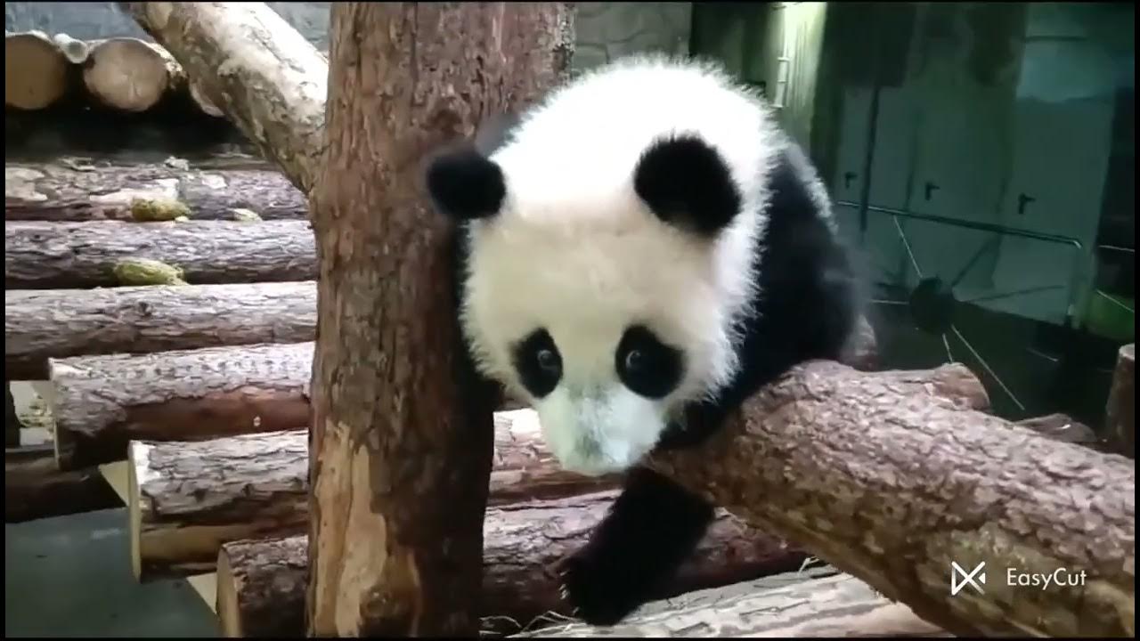 🐼😪 Панда Катюша уедет в Китай в четыре года, вероятно - YouTube