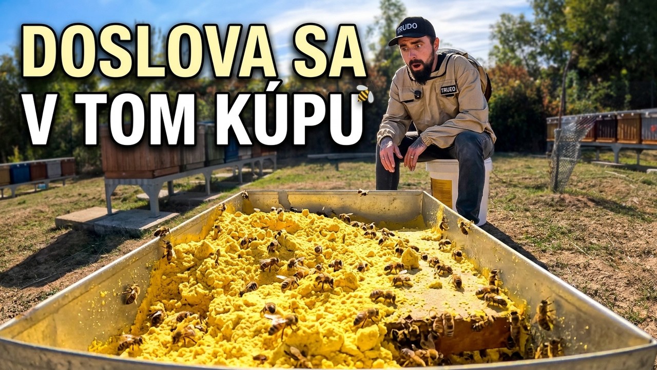 Náhrada peľu pre včely? Včely si z toho urobili peľový bazén 🐝