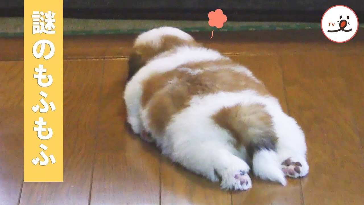 パニンニンの動画 画像 動画検索 マイルドサイト