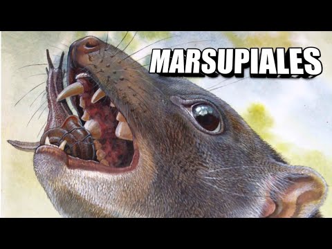 Video: ¿Los marsupiales producen leche?