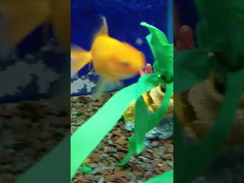 Video: Wie gut ist das Gedächtnis eines Goldfisches?