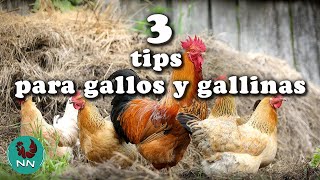 3 TIPS para tus gallos y gallinas