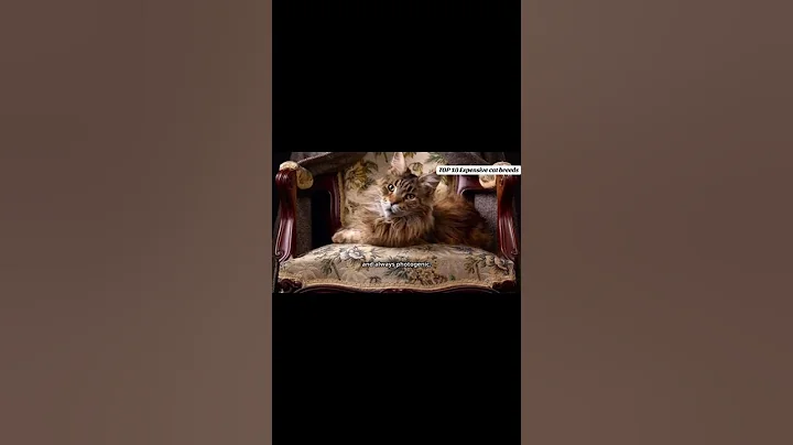 Video 10827461: african savannah cat, cat wild savannah, cat breed