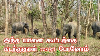 Thrill Night Stay in Bandhipur Forest  | Elephants Group Encounter in Very Close | Jolly Trip