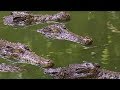 Madras Crocodile Sanctuary | Croc Crusader | BBC Earth