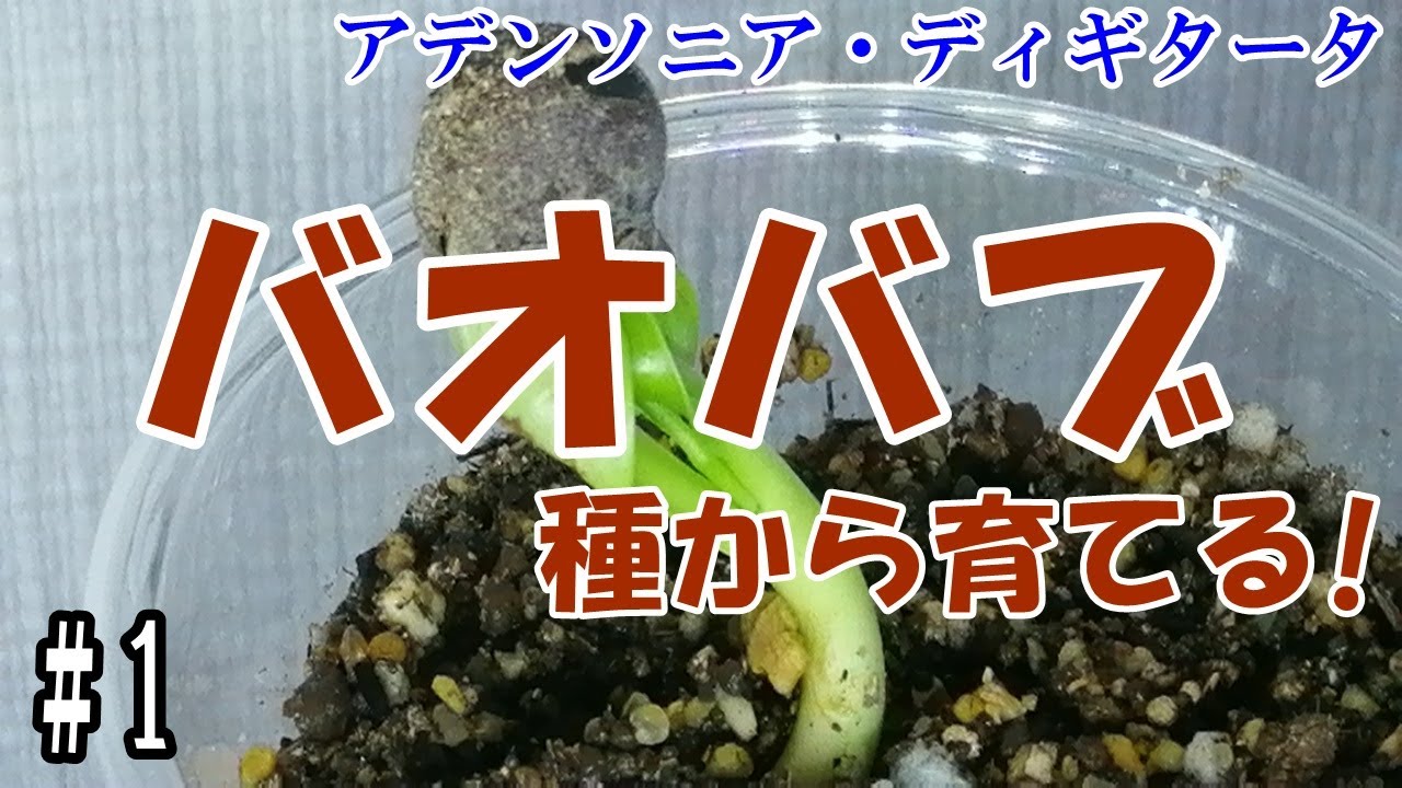 バオバブの木を種から育てる 1 Youtube