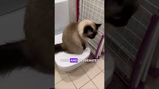 Why do cats drink water out of the toilet bowl?