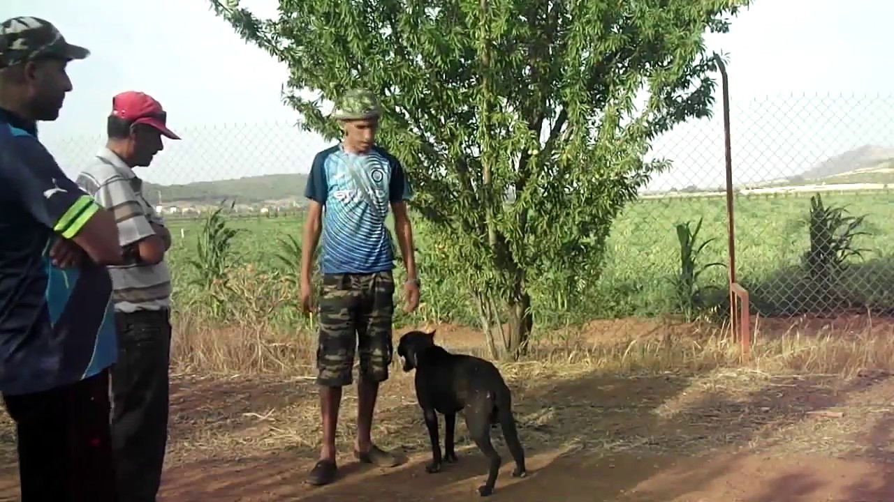 نجم الفواكه بدائرة تنيرة