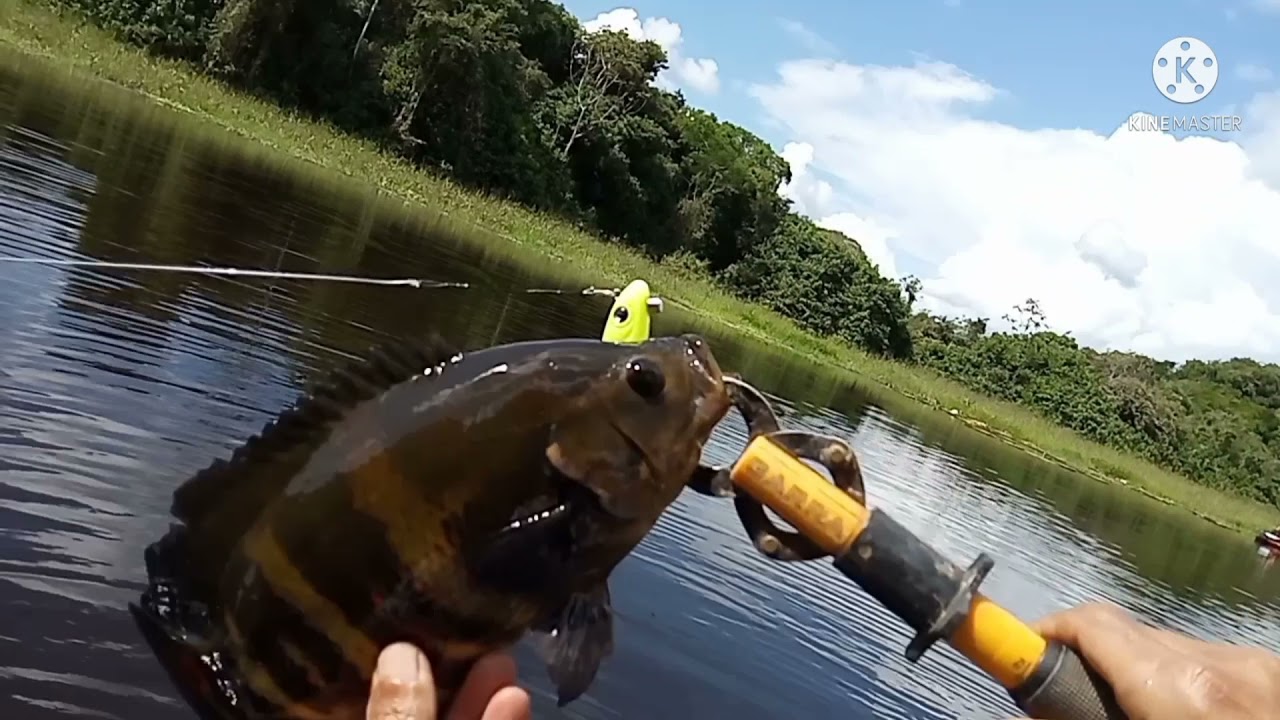 O Acará-açu não se apresenta sem dar um show!!!