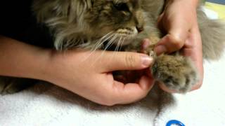 How To Cut Your Cats Nails | KittyNails by Simply Pets Online 1,086 views 9 years ago 2 minutes, 15 seconds