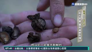 「採種」達人護山林 防原生植物滅絕|華視新聞 20210404