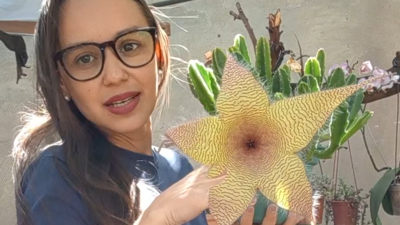 STAPELIA GIGANTEA COM A FLOR MAIOR QUE MINHA CABEÇA