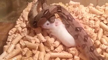 Удав ест мышь. Boa eating a mouse