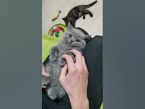 голубой британский котенок - YouTube