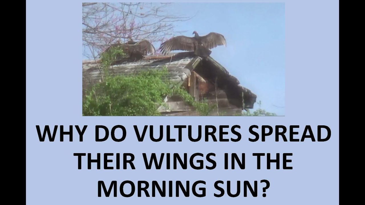 Why Do Vultures Spread Their Wings in the Morning Sun? YouTube