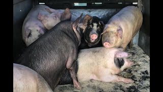 Сдал свиней. Вес свиней в 7 - 7,5 месяцев. 6 месяцев на откорме. Расходы кормов. Живой вес