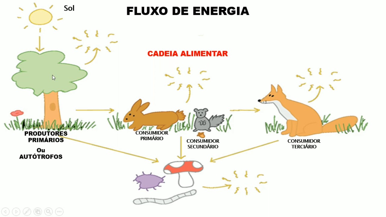 Em Relação Ao Fluxo De Energia Na Biosfera Considere Que
