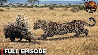 Famous Leopard vs Porcupine — One Mistake Can Be Fatal | Wildlife Documentary Profile