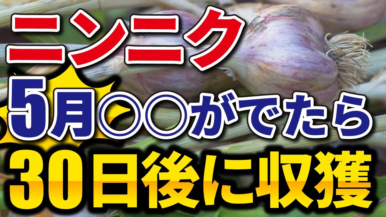 13.【ニンニク栽培】5月する日常管理！⭕⭕がでて30日後に収穫サイン