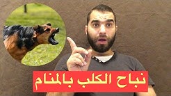 تفسير الاحلام مباشرة معني نباح الكلب بالمنام وعلاقته بالبشر والجن