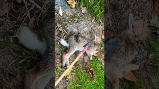 Rabbit Hunt With Stone