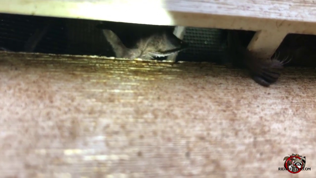 Bat Removal at a House in Macon, YouTube