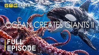THE OCEAN CREATES GIANTS II  | What Connects Reefs, Giants and Predators | FULL DOCUMENTARY
