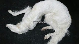 cúp điện 'feat 歌愛ユキ'