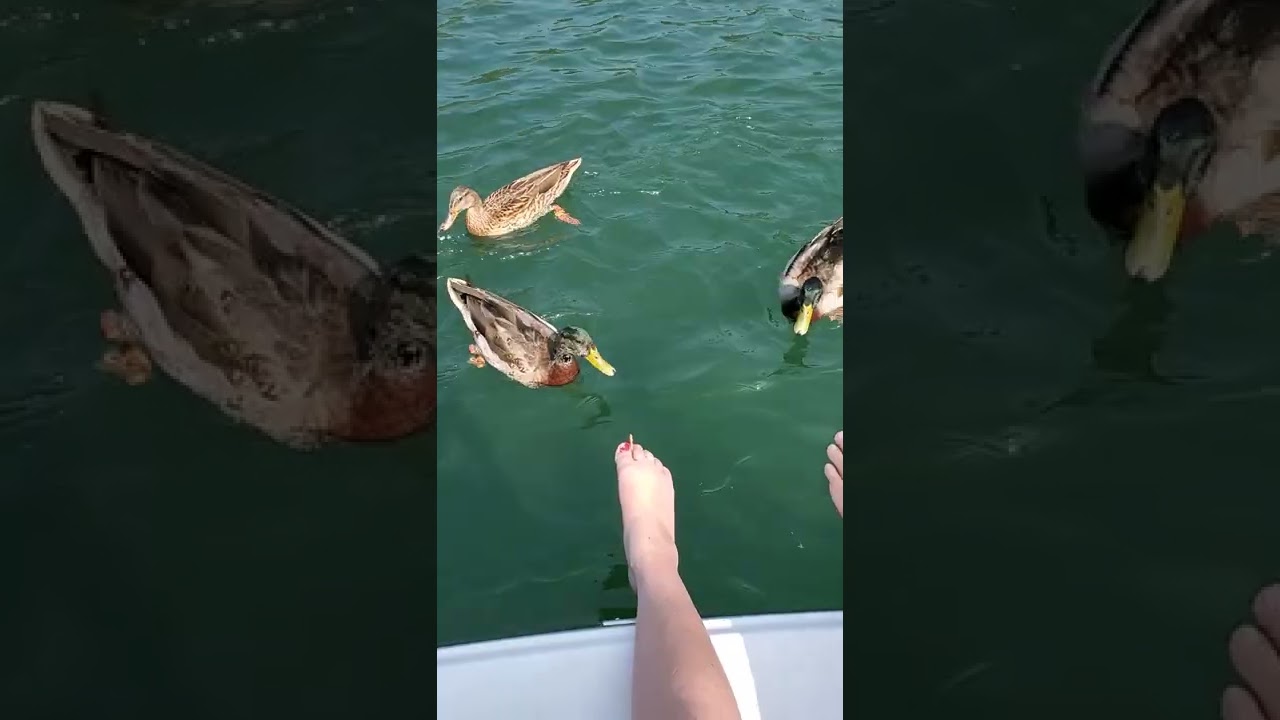 Hungry Ducks!
