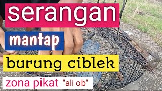 mikat burung ciblek ganas