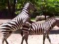 Zebras Courting