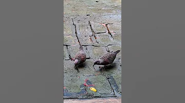 ঘ ঘ প খ Dovebirds Birds Shorts Ytshorts Birdsounds 