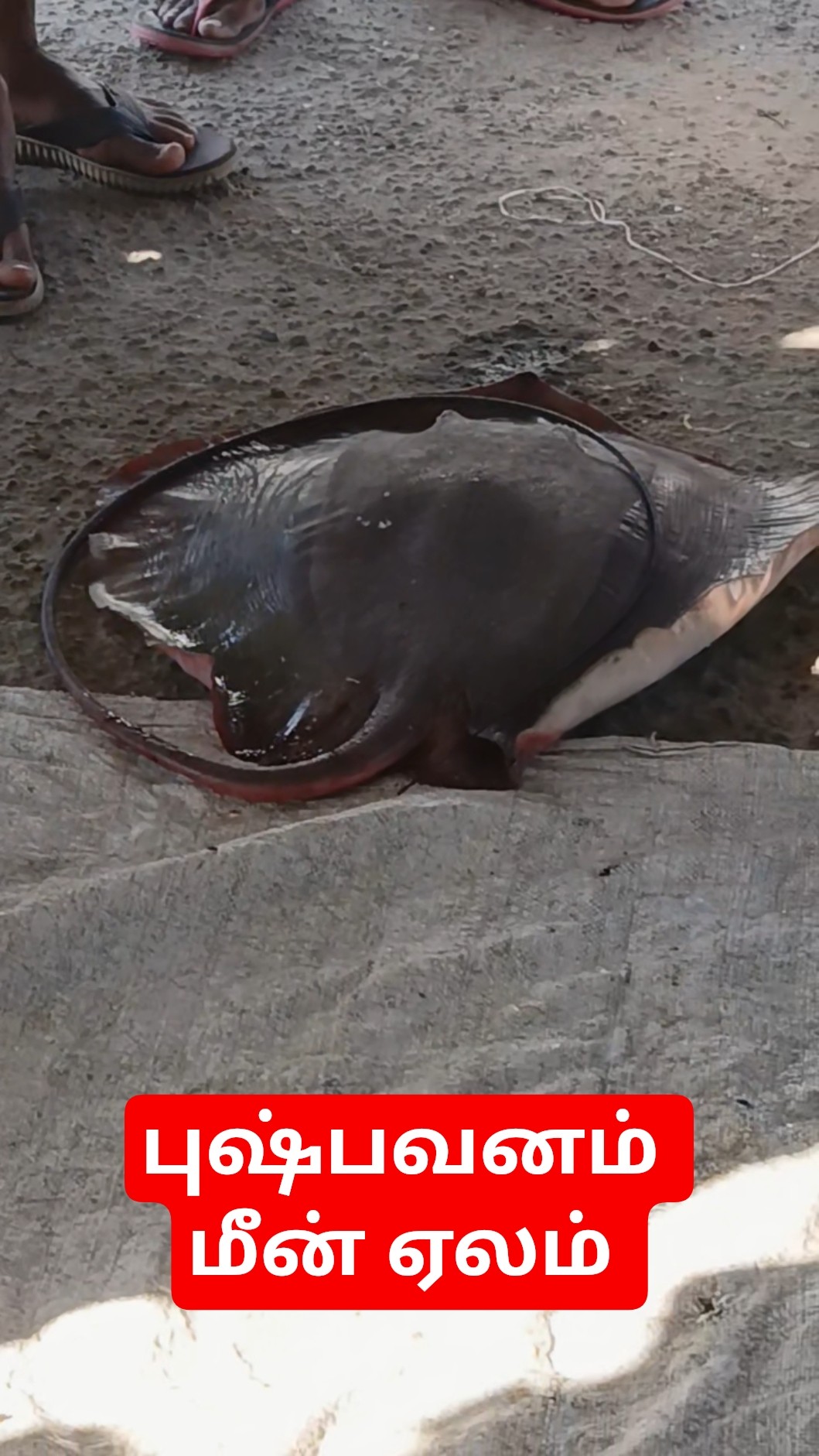 fish lover - ShareChat