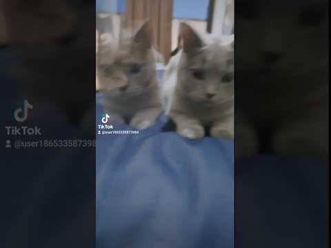 分身が下手くそな猫のシャルトリュー（ Chartreux, a cat with a alter ego）